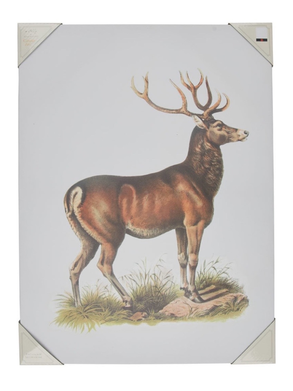 Viral Holly Williams Deer Canvas